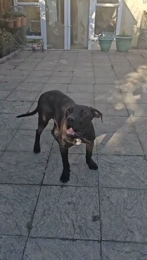 Presa Canario dogs for sale: Tyson - Video 1