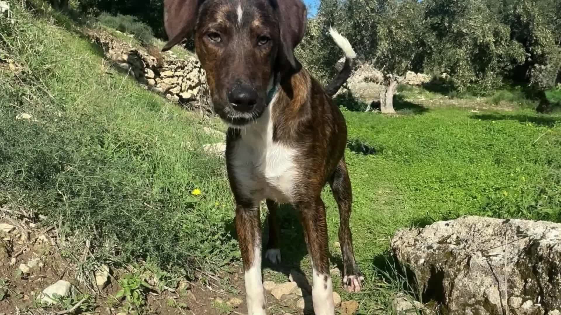 Mixed Breed dogs for sale: Handsome Enzo ready for his forever family - Video 1