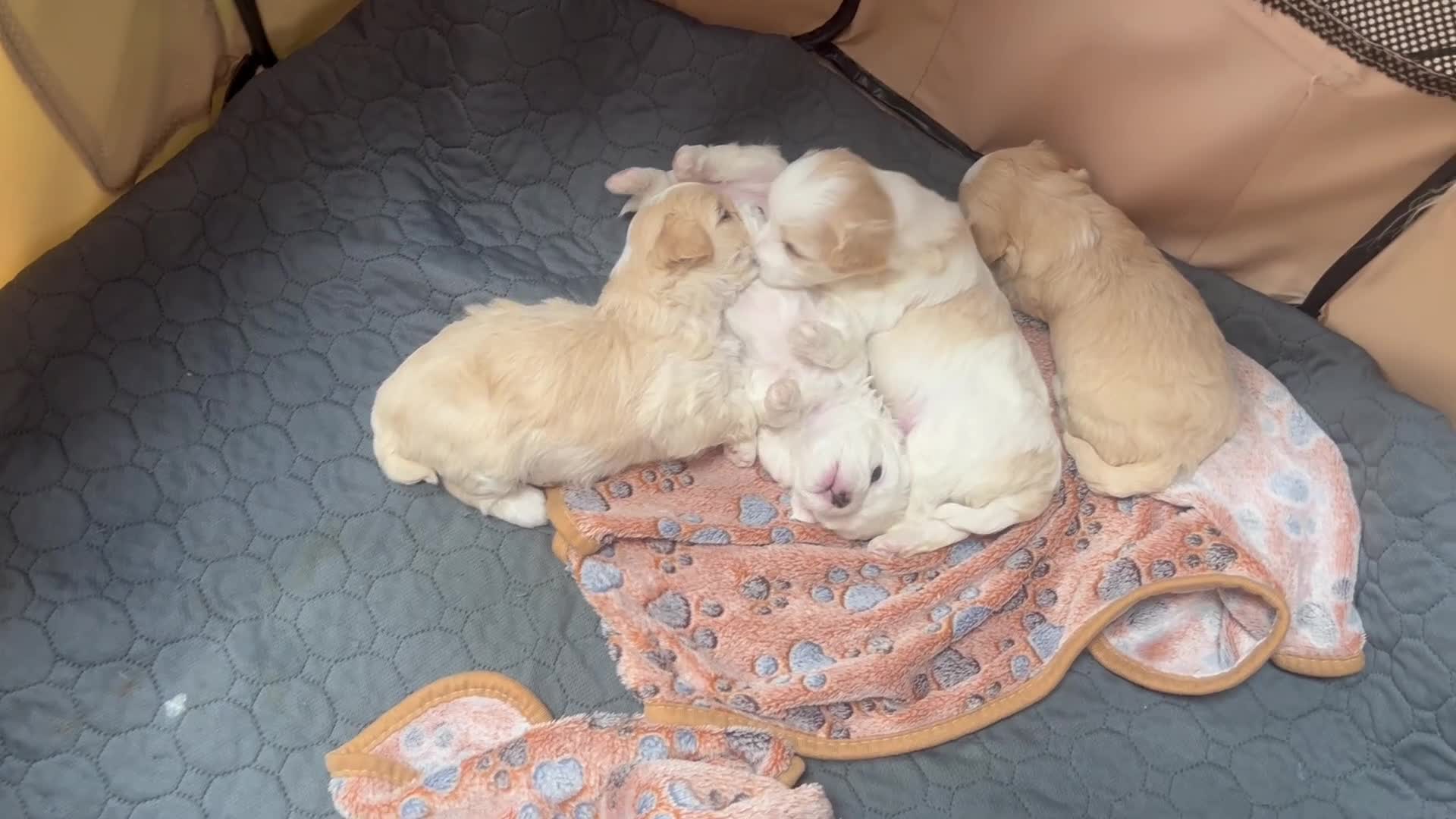 Maltipoo dogs for sale: F2 Maltipoo Puppies - Video 1