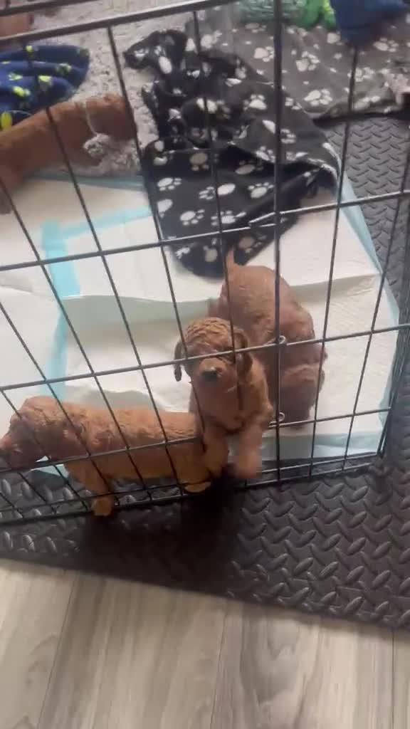 Cavapoo dogs for sale: Cavapoo Puppies - 2 boys and 1 girl available - Video 2