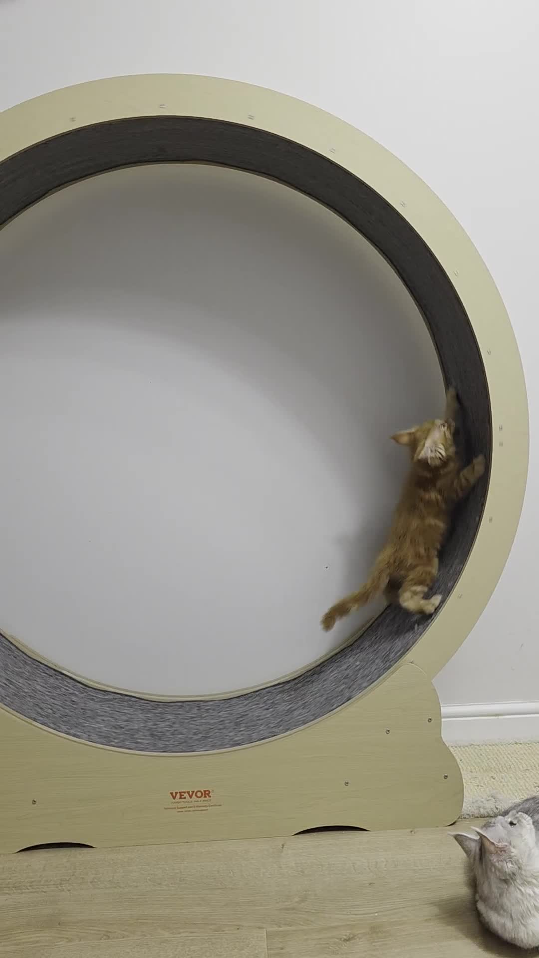 Maine Coon cats for sale: TICA - Maine Coon - All boys have been reserved 🤎 - Video 1
