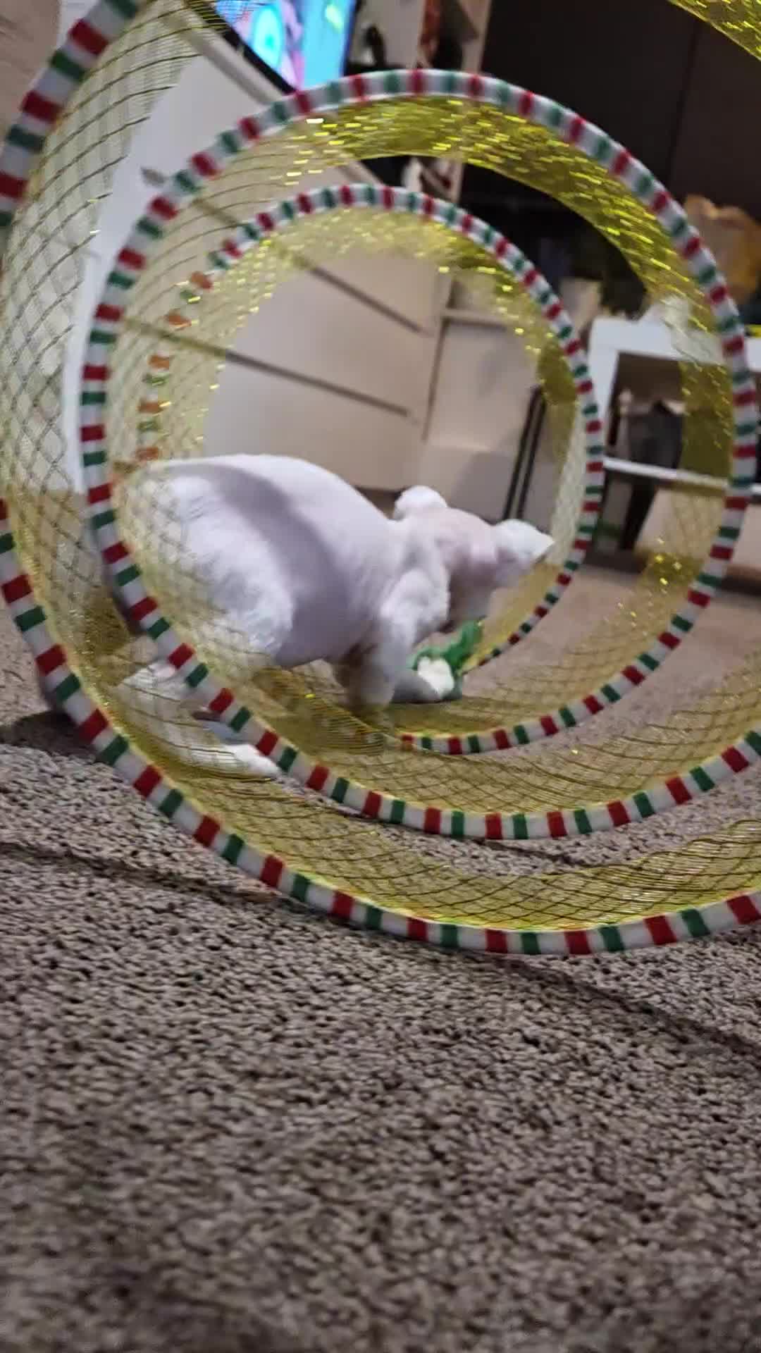 Devon Rex cats for sale: ✨ Beautiful Devon Rex White Girl–GCCF Registered ✨ - Video 1