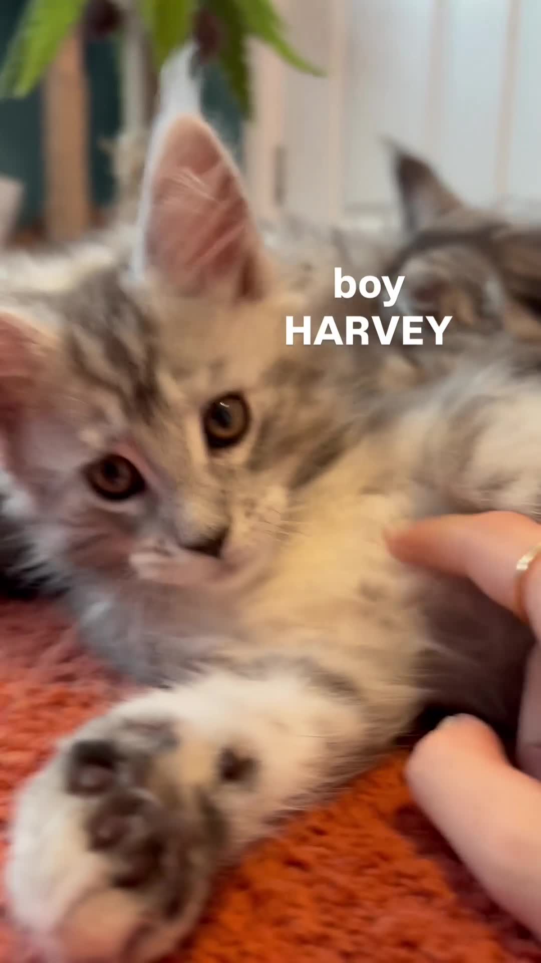 Maine Coon cats for sale: Gorgeous TICA Registered Maine Coon Kittens - Video 2