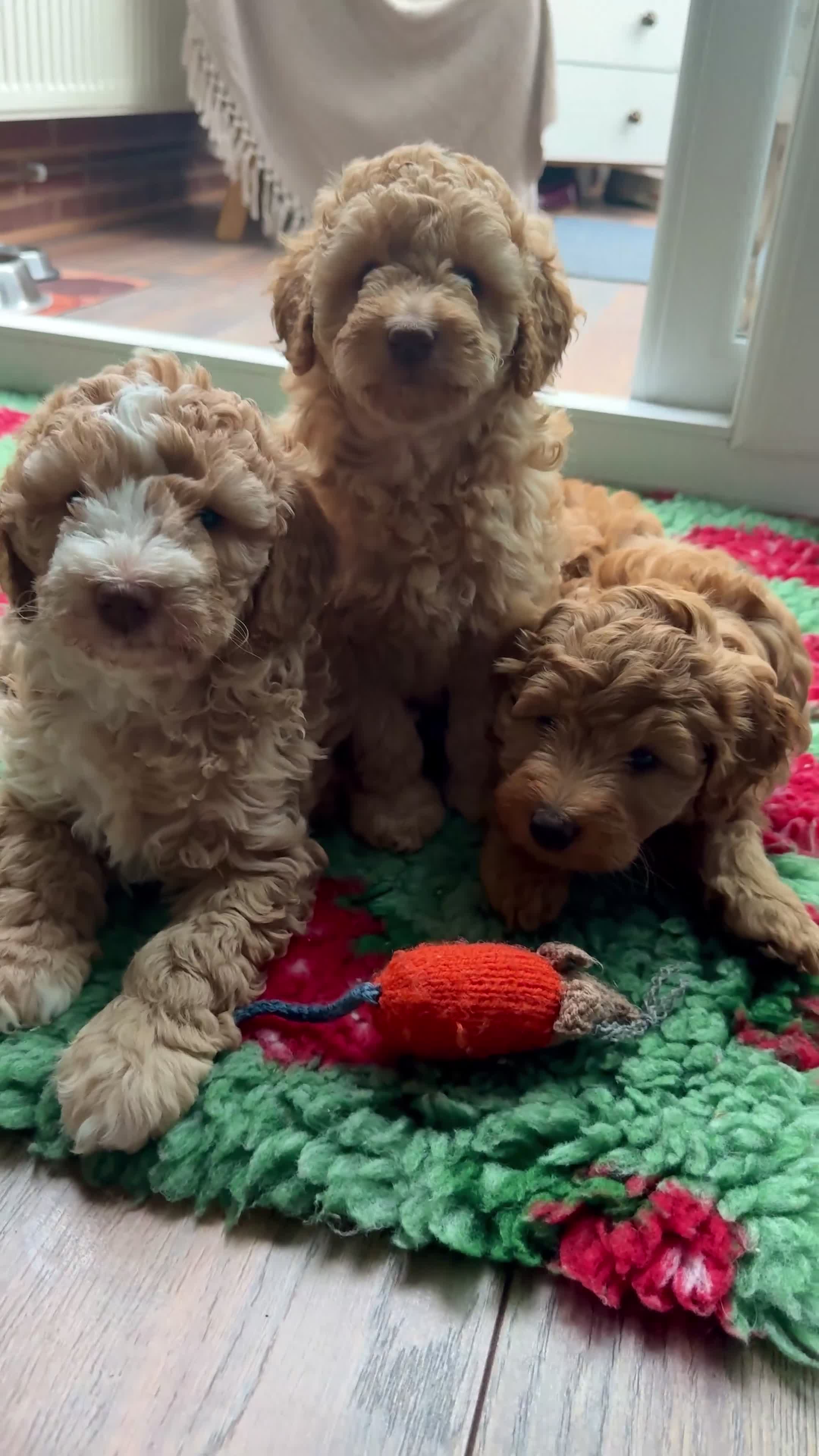 Australian Labradoodle dogs for sale: Multigenerational Australian Labradoodle  - Video 1
