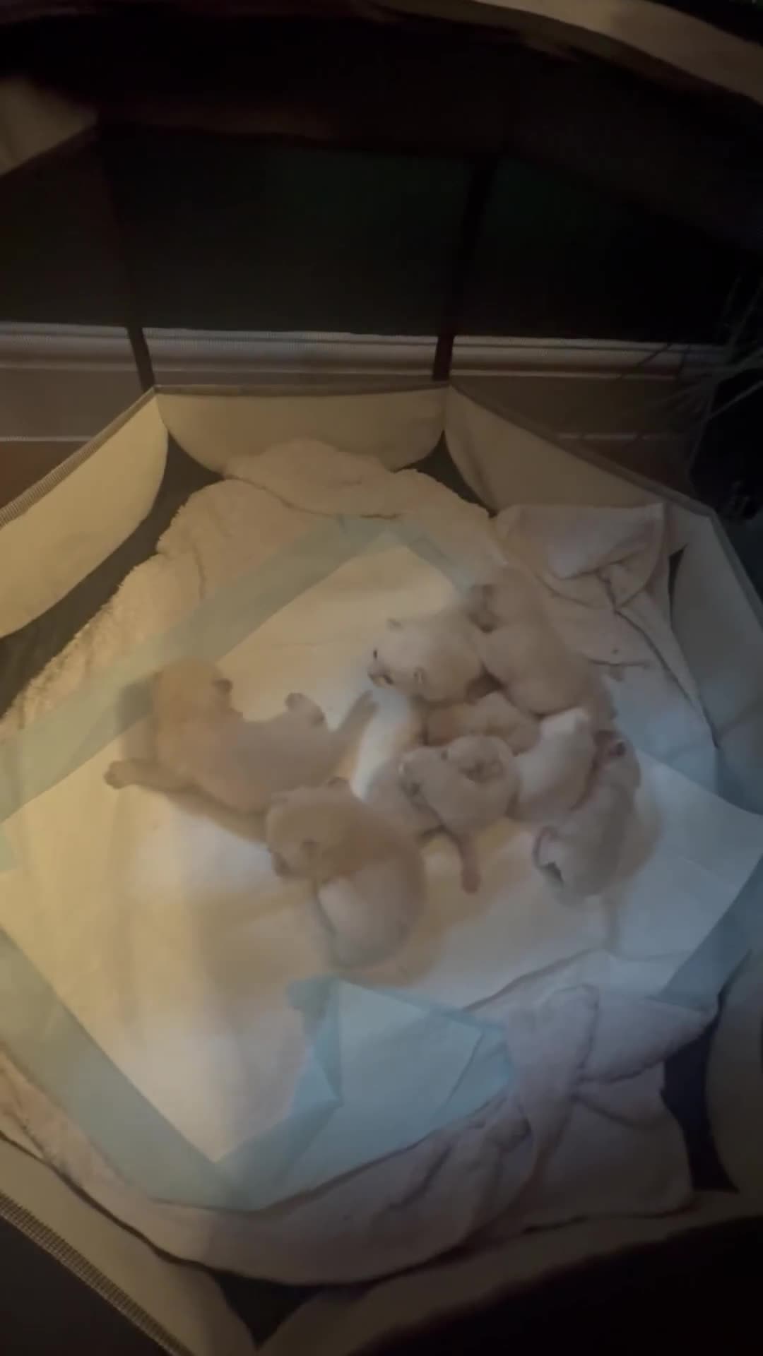 Ragdoll cats for sale: BEAUTIFUL RAGDOLL KITTENS - Video 2