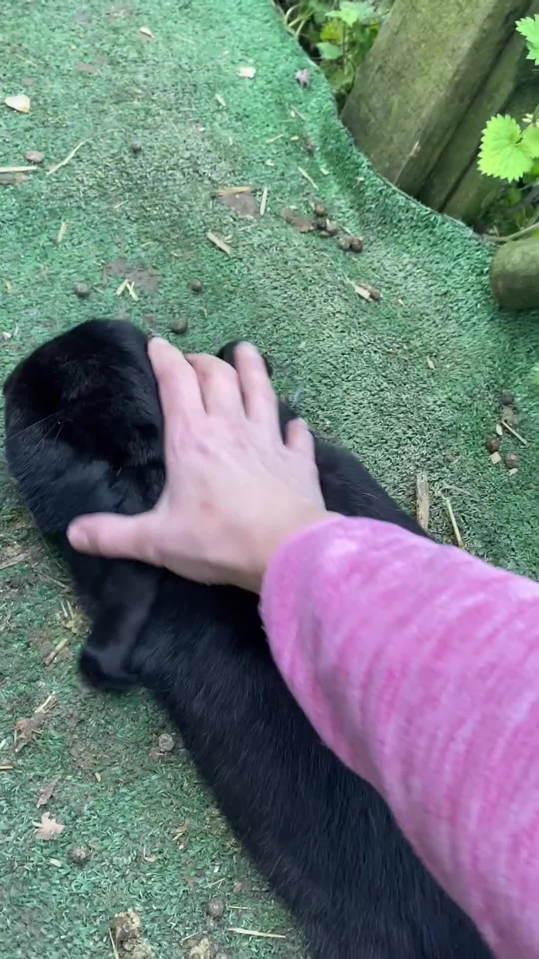 French Lop rabbits for sale: Beautiful French lop boy  - Video 1