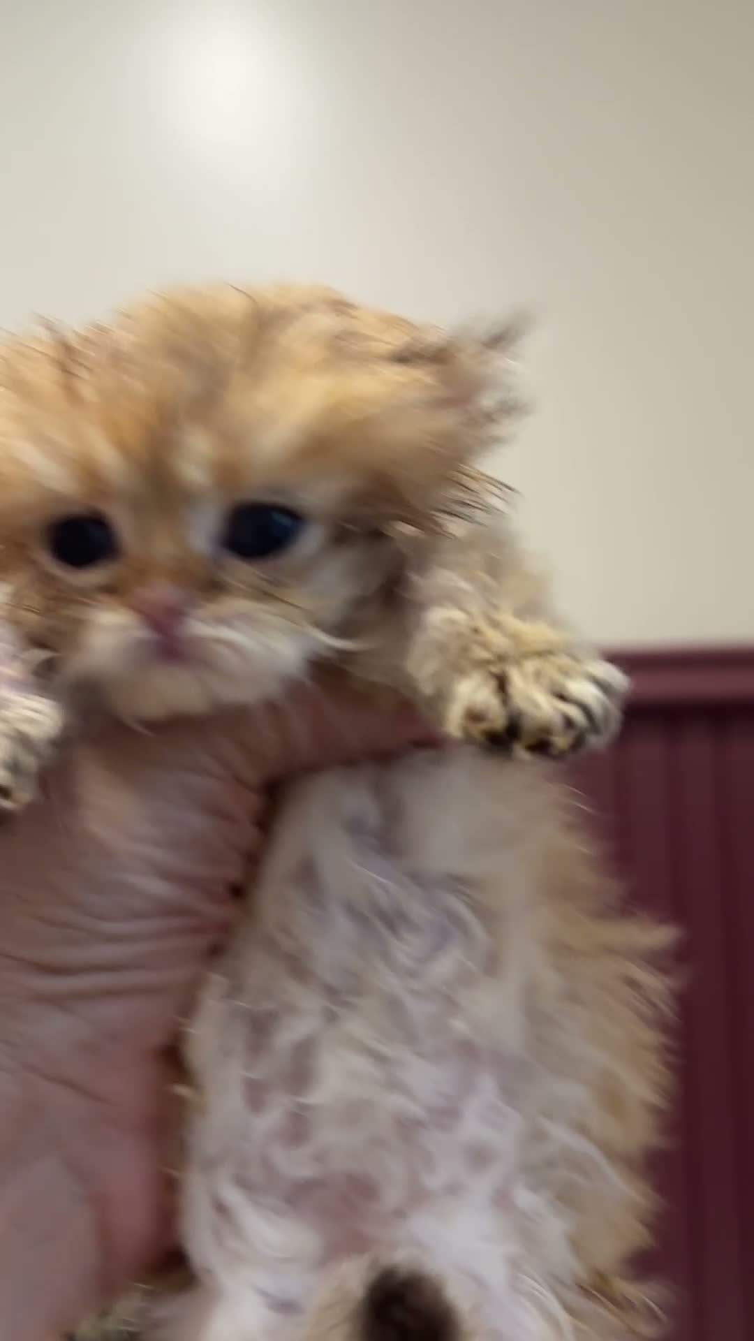 British Shorthair cats for sale: Vlastar Lux BSHs & BLHs Black Golden Chinchilla's - Video 3