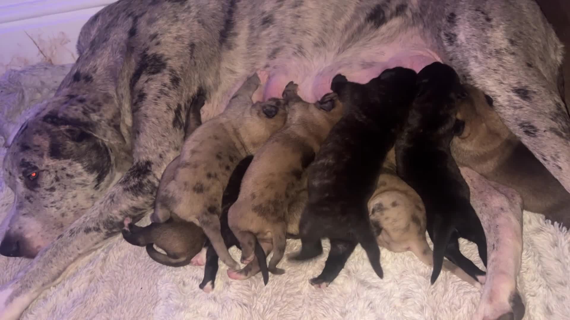 Mixed Breed dogs for sale: Catahoula leopard dog cross with Belgium Malinois  - Video 1