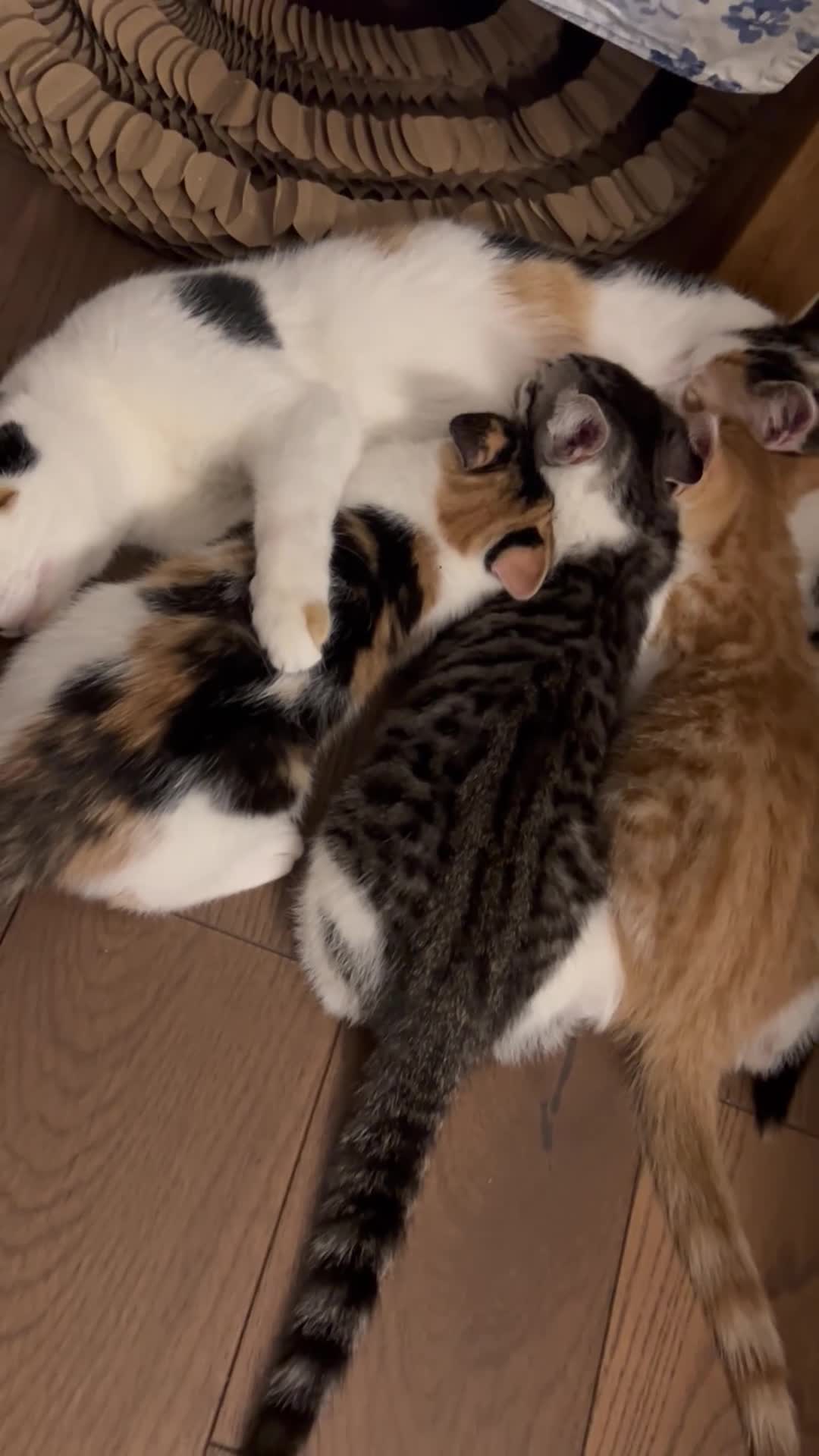 Mixed Breed cats for sale: 3 lovely kittens looking for homes in London - Video 1