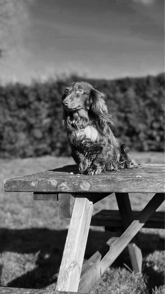Miniature Dachshund dogs for stud: Long & Short Haired Studs – Mobile Available in Oldham - Video 3