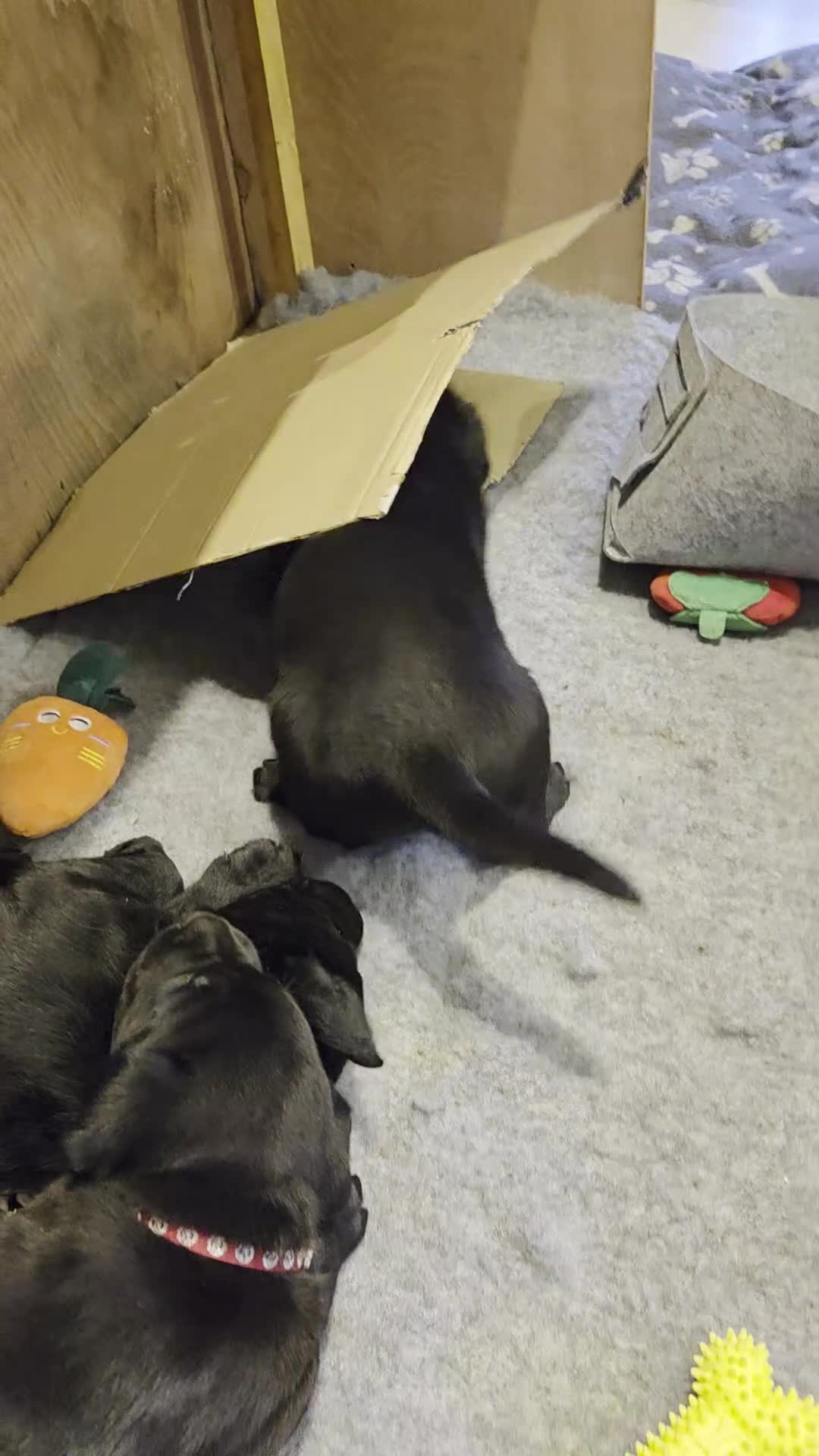 Labrador Retriever dogs for sale: 8 beautiful chunky black KC registered puppies - Video 2