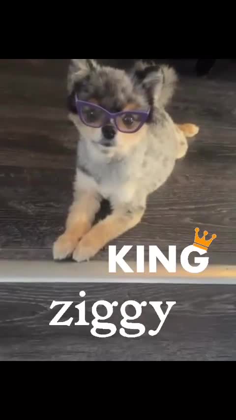 Pomeranian dogs for stud: 💙✨BLUE & HAZEL EYES 👀 EXPERIENCED POM STUDS🏆 - Video 1