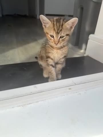 British Shorthair cats for sale: Kittens for Sale  in Luton - Video 2