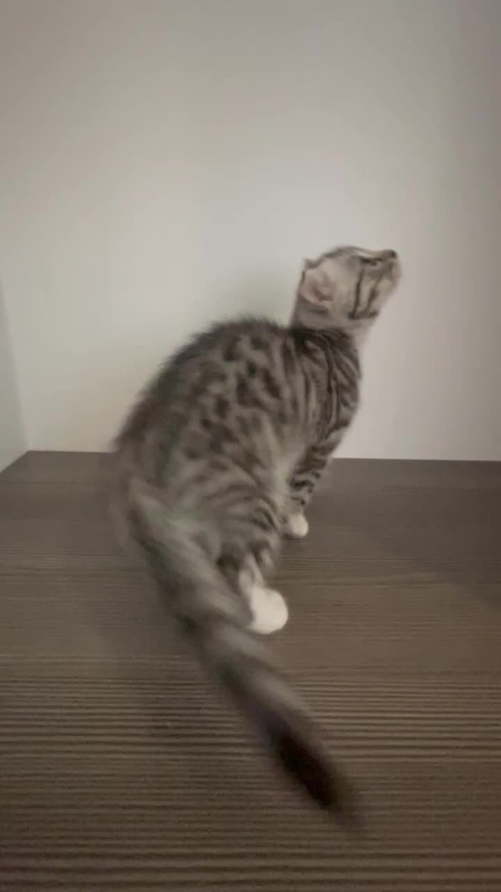 Scottish Fold cats for sale: Scottish fold girl - Video 1