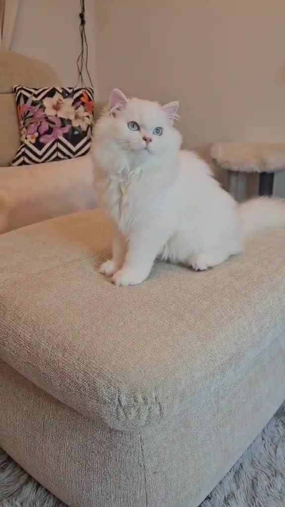 British Longhair cats for sale: British Longhair pedigree,champion parents - Video 4