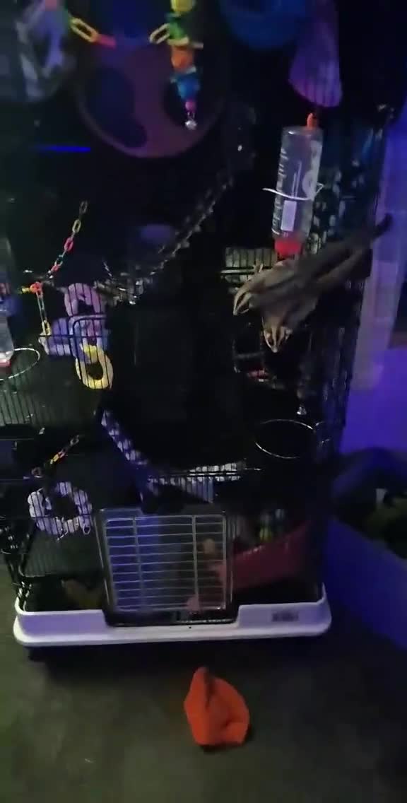Sugar Glider rodents for sale: 2 female and 1 male with cage - Video 1