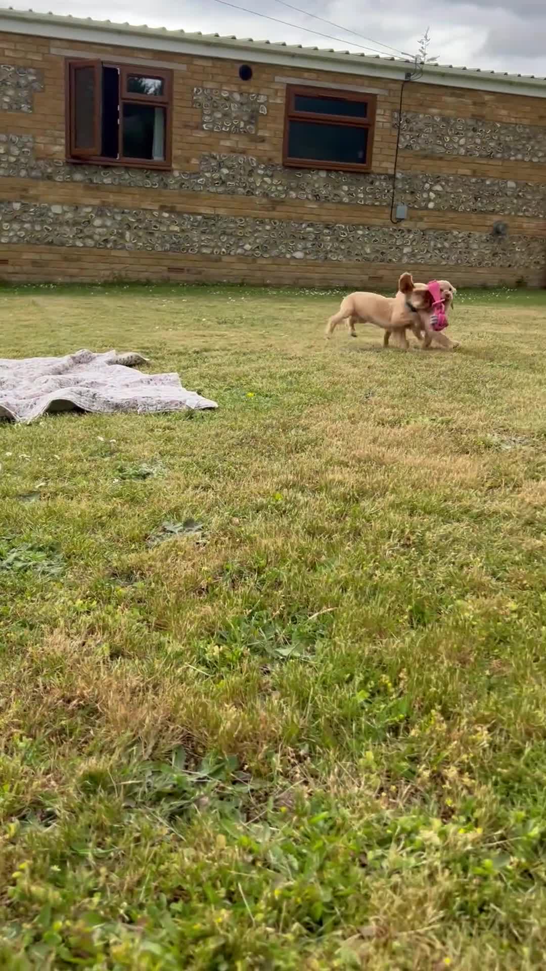 Cocker Spaniel dogs for sale: Gorgeous KC working type cocker spaniel puppies  - Video 2