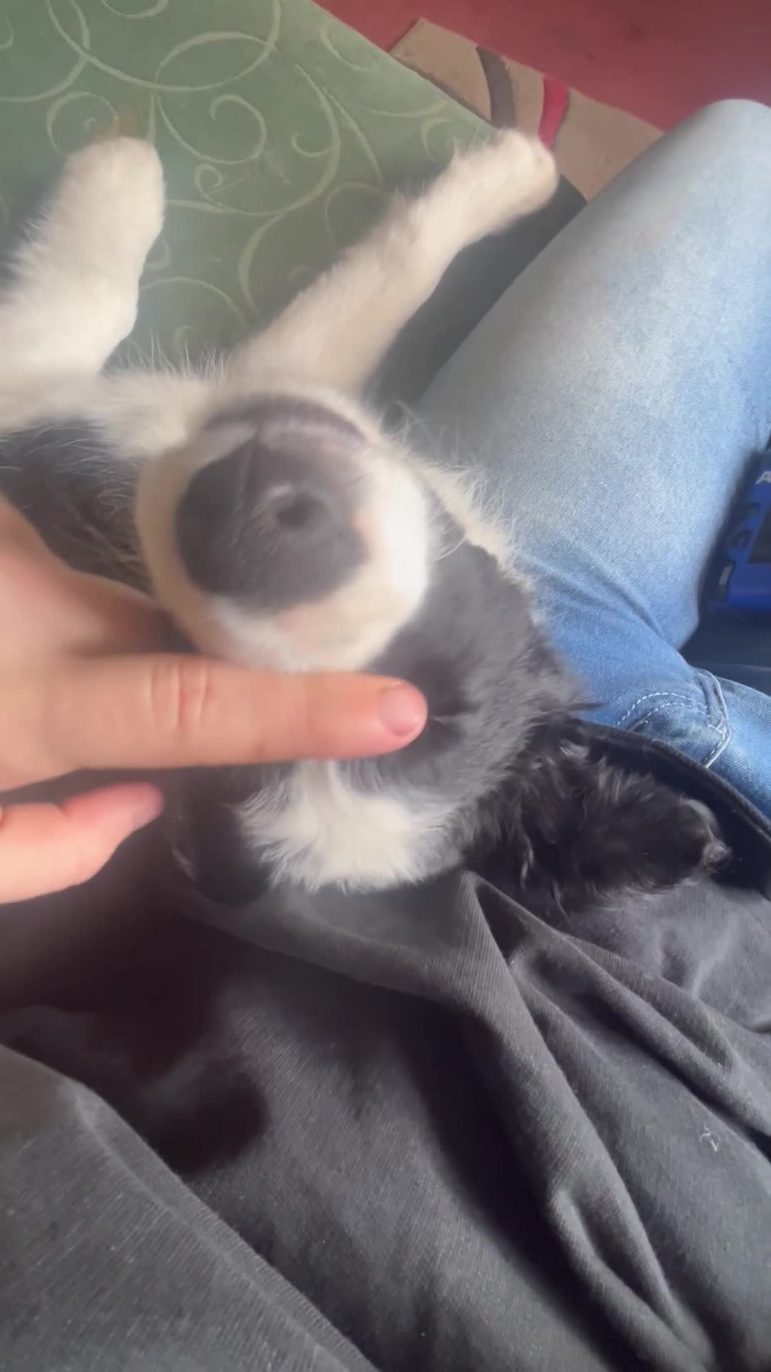 Border Collie dogs for sale: stunning old fashion collie boy - Video 2