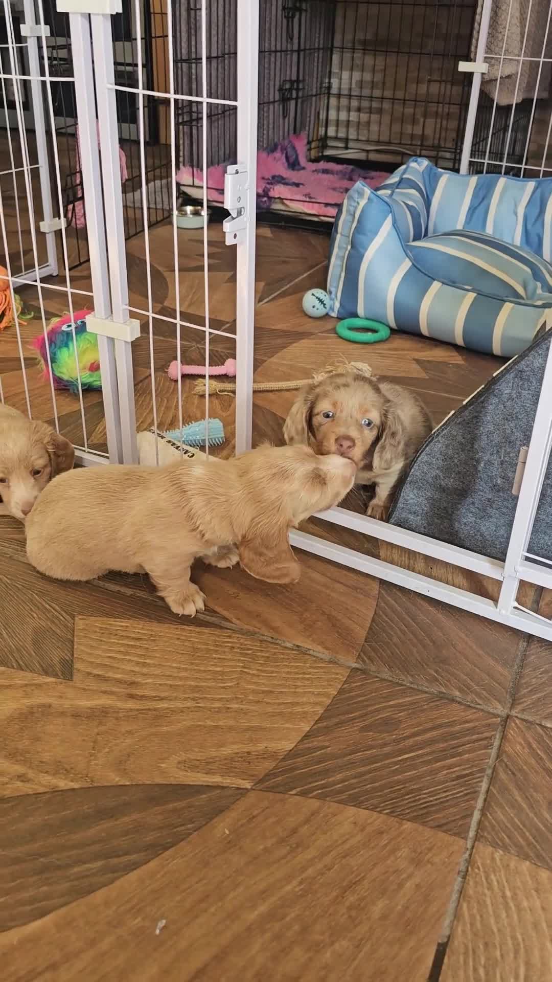 Miniature Dachshund dogs for sale: 🐾A rare pair of identical twins mini dachshunds🐾 - Video 2