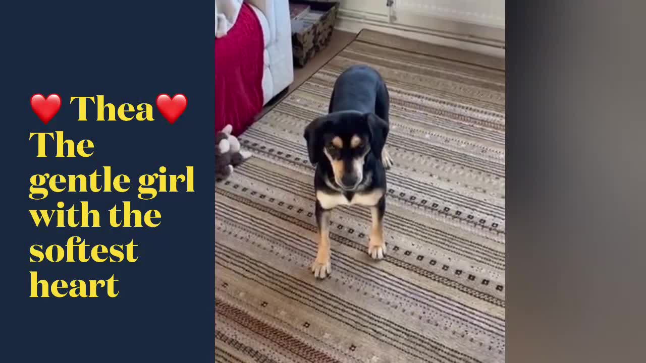 Mixed Breed dogs for adoption: Thea — a gentle soul with the softest heart in Cambridge - Video 1