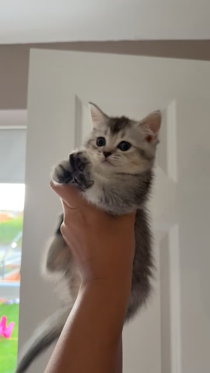 Scottish Fold cats for sale: scottish fold mix girl grey & white thick hair  - Video 1