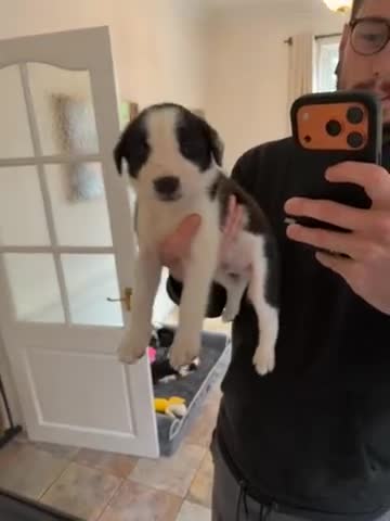 Border Collie dogs for sale: Pure Breed Boarder Collie Pups - Video 3