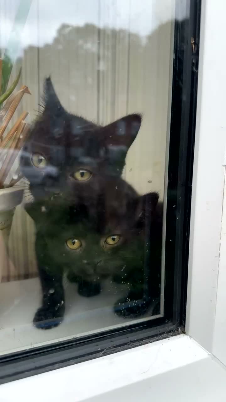 British Shorthair cats for sale: British shorthair cross in High Wycombe - Video 2
