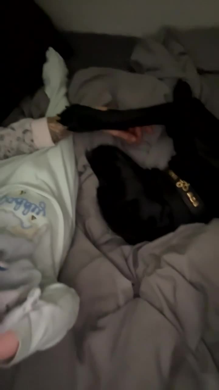 Mixed Breed dogs for sale: Peggy looking for her forever home  - Video 3