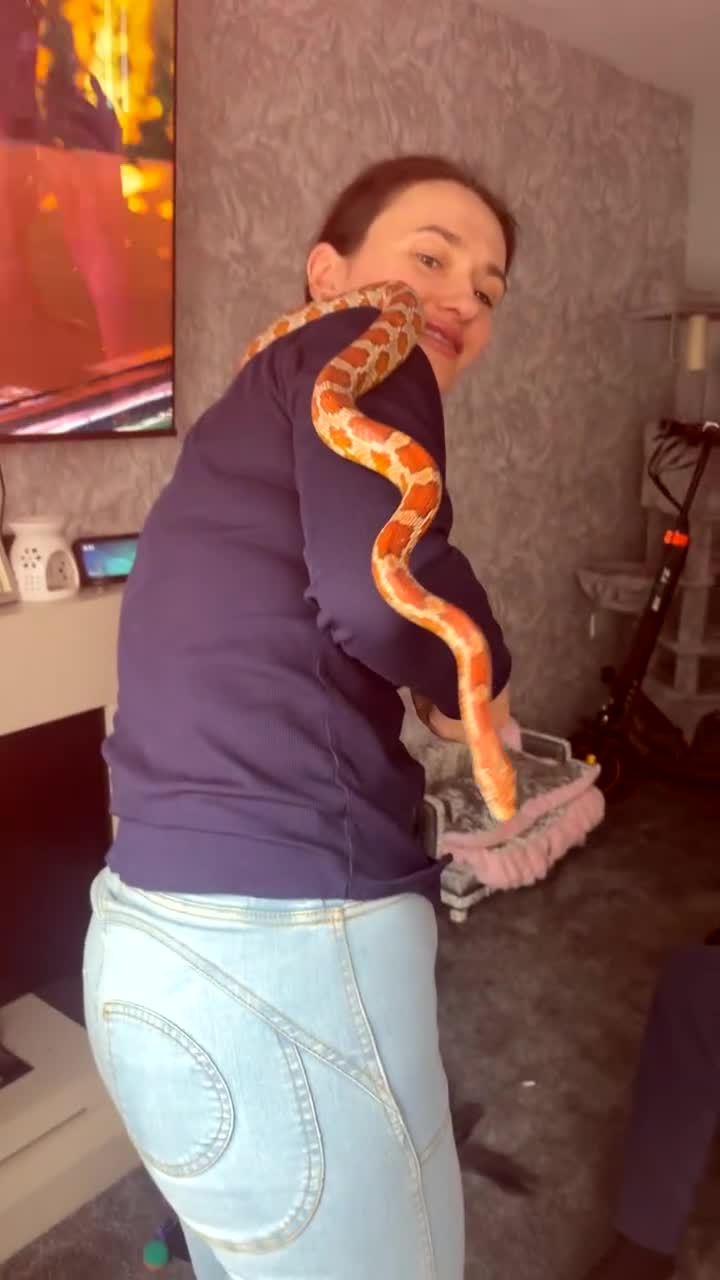 Corn Snake reptiles for sale: Corn snake with cabinet/terrarium - Video 3