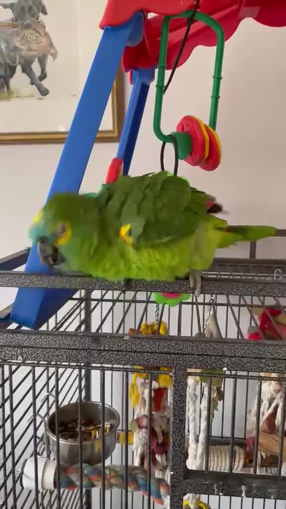 Parrots birds for sale: Blue Fronted Amazon  - Video 2