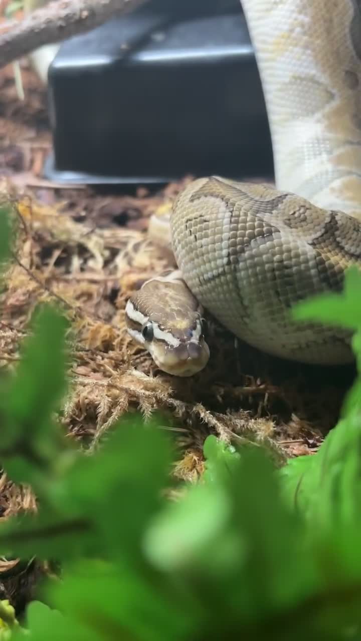Python Snake reptiles for sale: female bamboo royal python in Hereford - Video 2