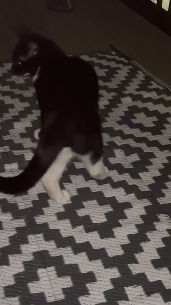 British Shorthair cats for sale: Ace tuxedo boy  - Video 1