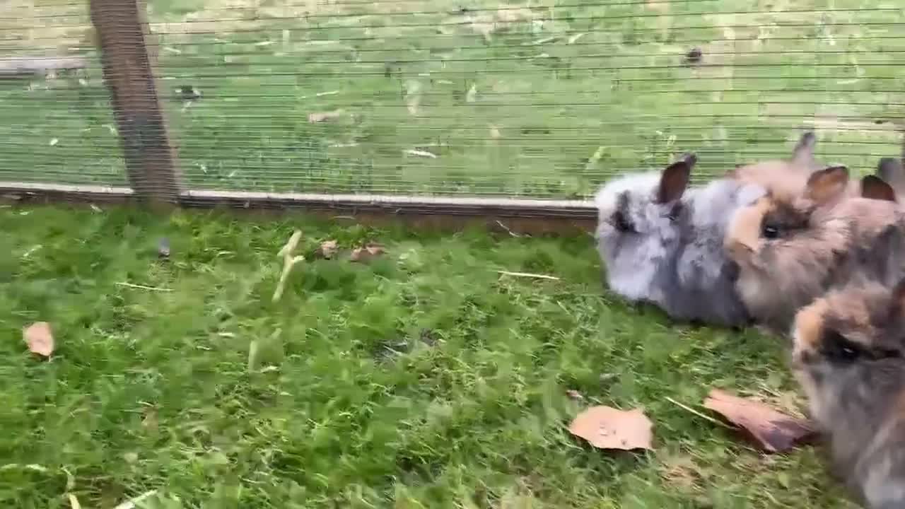 Mini Lion Lop rabbits for sale: Mini lion lops! now ready!!!! £25 each - Video 1