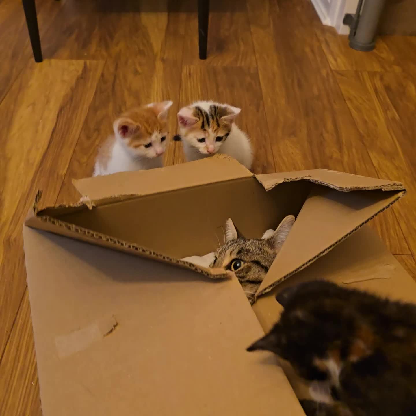 Mixed Breed cats for sale: 4 boys and 2 girls Family-Raised, Well-Socialised  - Video 1
