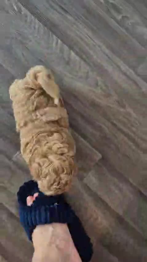 Maltipoo dogs for sale: Maltipoo boy toy 3.5kg max - Video 1