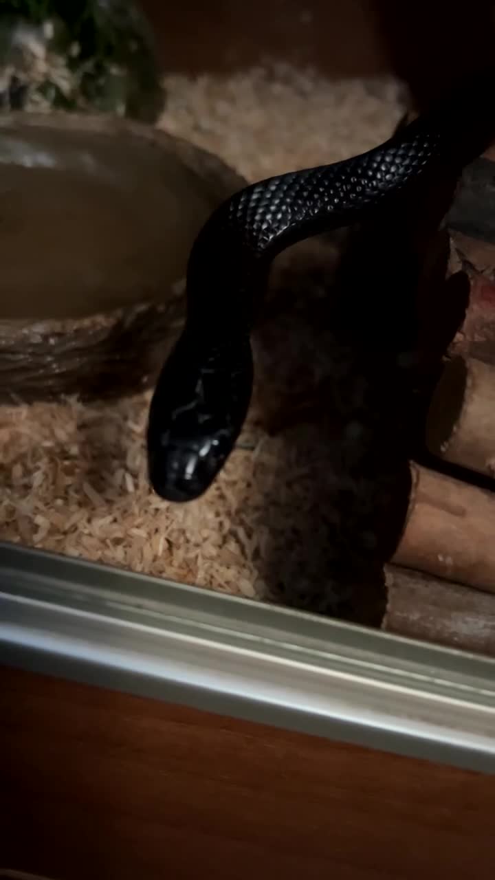 King Snake reptiles for sale: Black Mexican king snake 🐍  in Southampton - Video 2