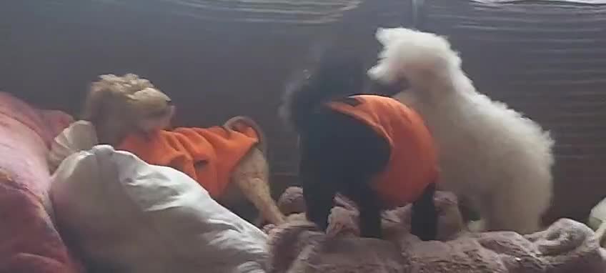 Bichon Frise dogs for sale: Beautiful Puppy bichon Frisé Needs a good home - Video 3