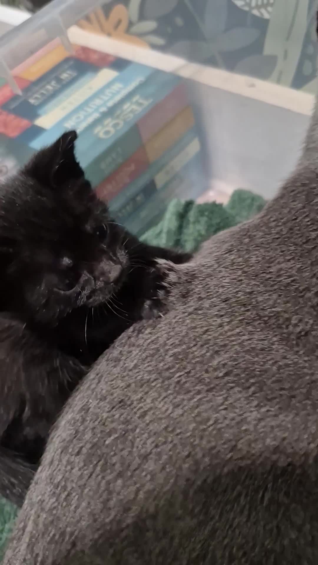 Domestic Shorthair cats for sale: One Black Boy, One tri colour girl.  - Video 1