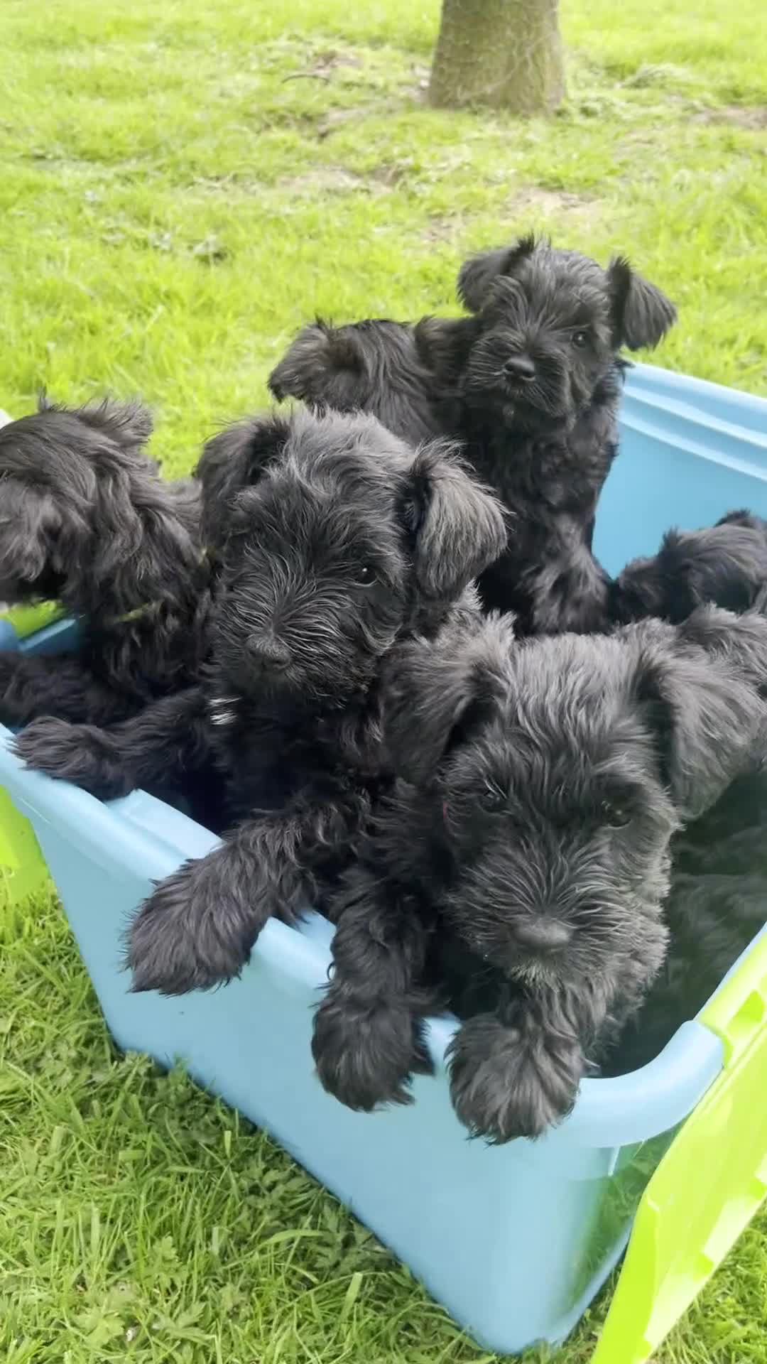 Miniature Schnauzer dogs for sale: Fully Health Tested KC Miniature Schnauzer Puppies - Video 3