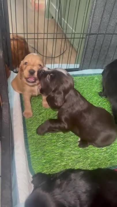 Cocker Spaniel dogs for sale: Working Cocker Spaniel Puppies in Eastbourne - Video 1