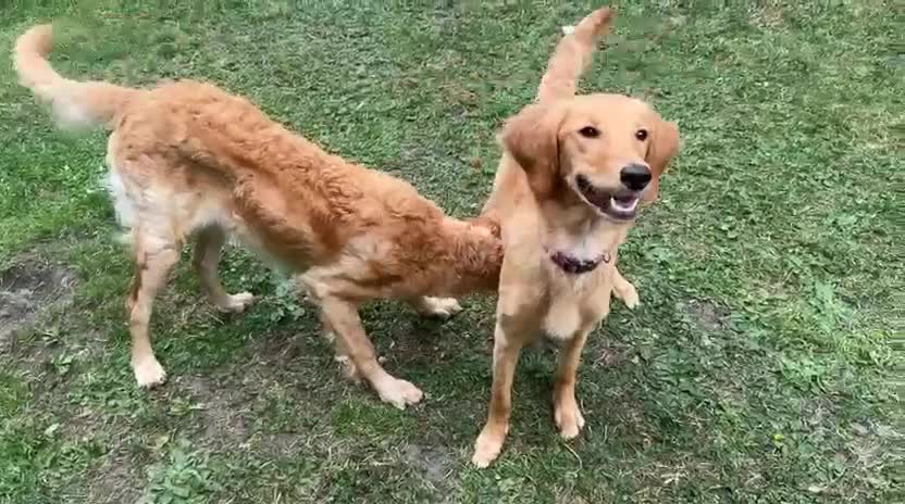 Goldendoodle dogs for sale: PARENTS ARE FROM SUPER HEALTH TESTED LINEAGE  - Video 3