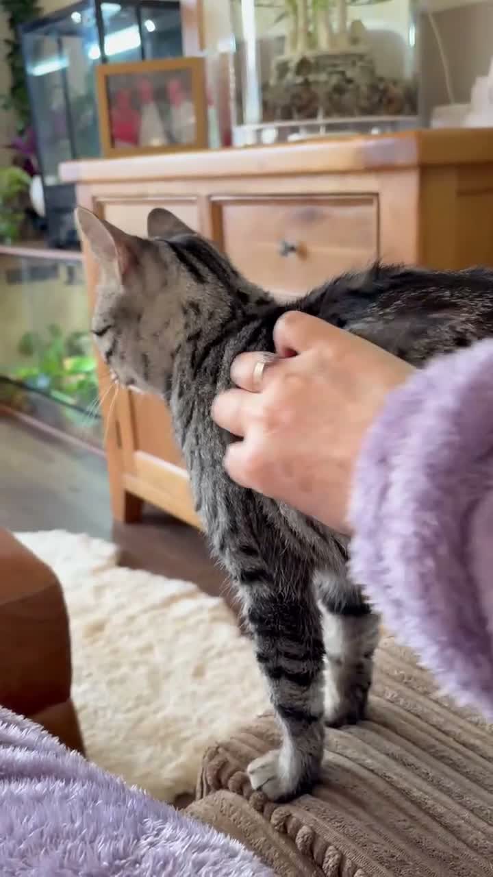 Bengal cats for sale: Full female Bengal needs new home - Video 1