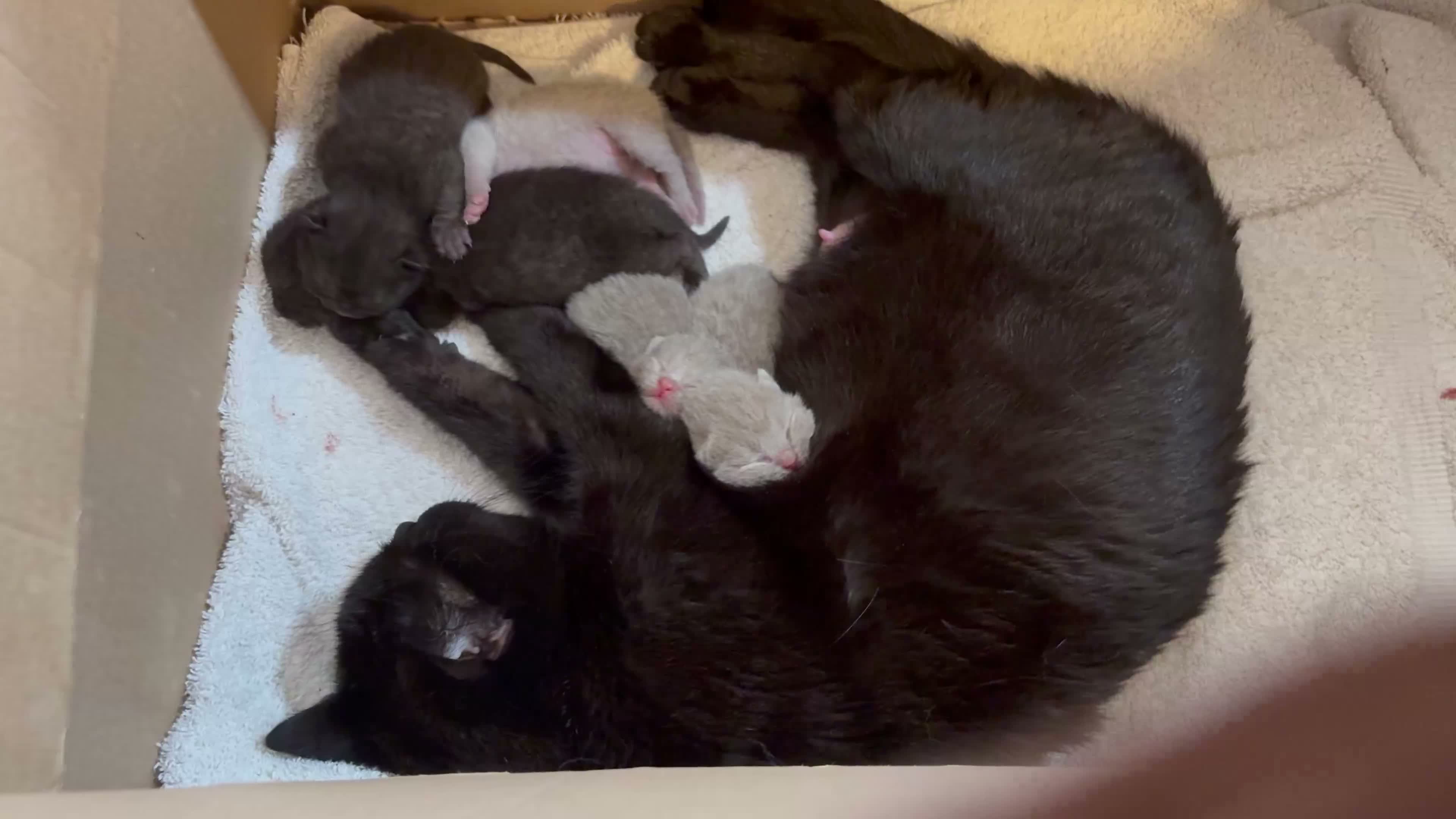 British Shorthair cats for sale: Beautiful BSH Kittens available early October - Video 1