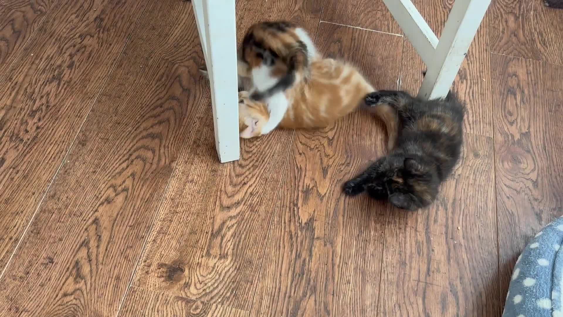Mixed Breed cats for sale: 1/4 Maincoon dog friendly kittens - Video 1