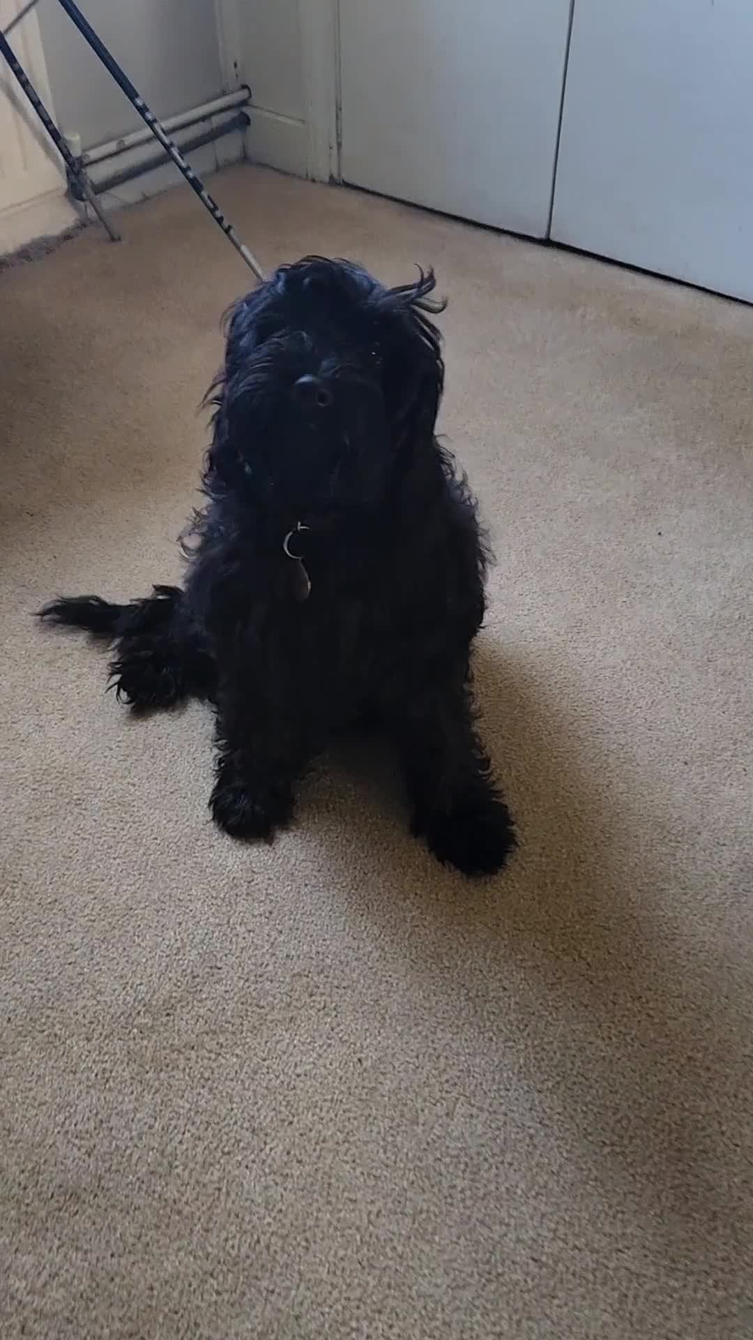 Mixed Breed dogs for sale: Three Stunning Toy Cavoodle Puppies Available Now  - Video 2