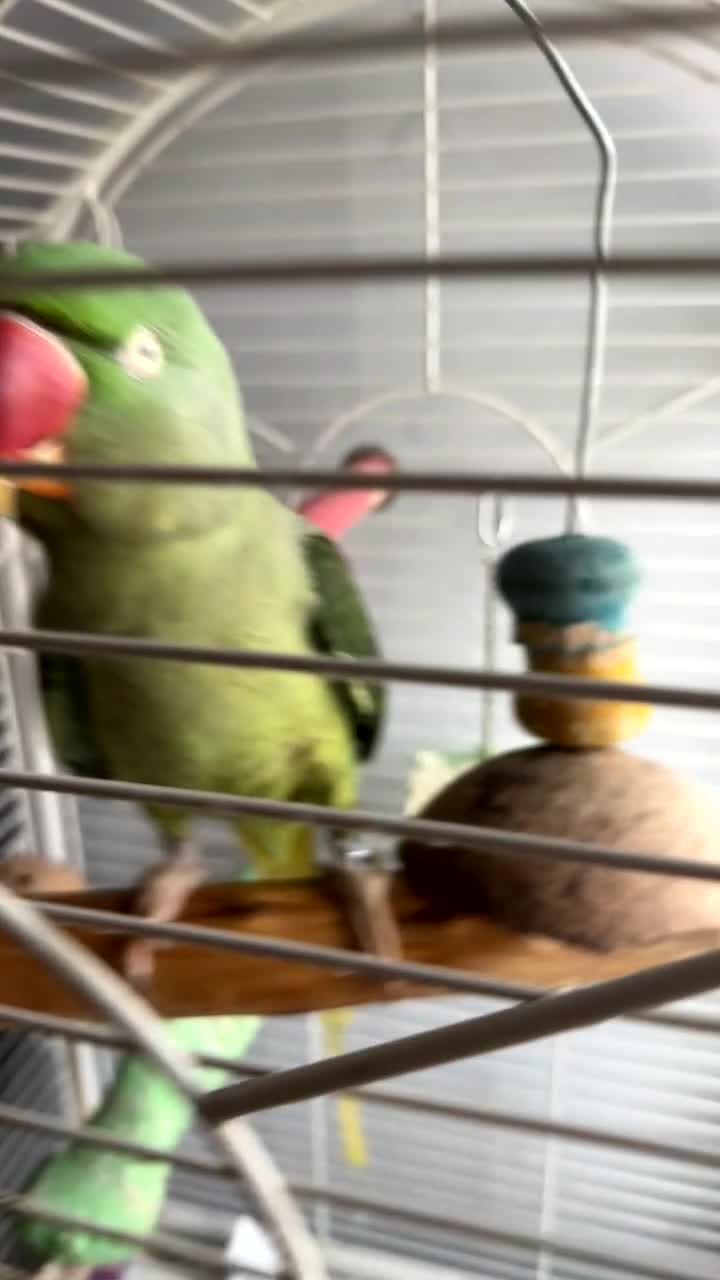 Parrots birds for sale: Amazonian parrot - Video 1