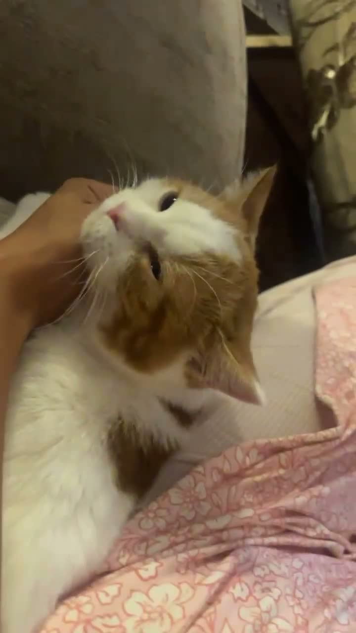 Scottish Fold cats for sale:  fluffy Scottish fold straight ears male  - Video 2