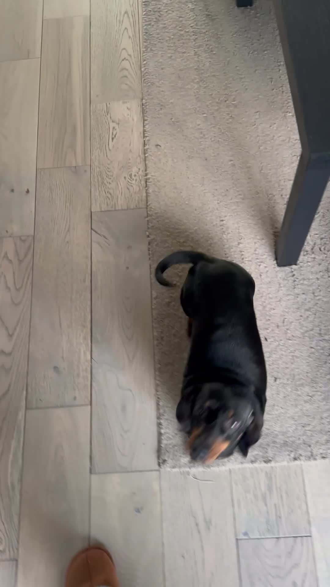 Miniature Dachshund dogs for sale: Beautiful Miniature daschund - Video 1