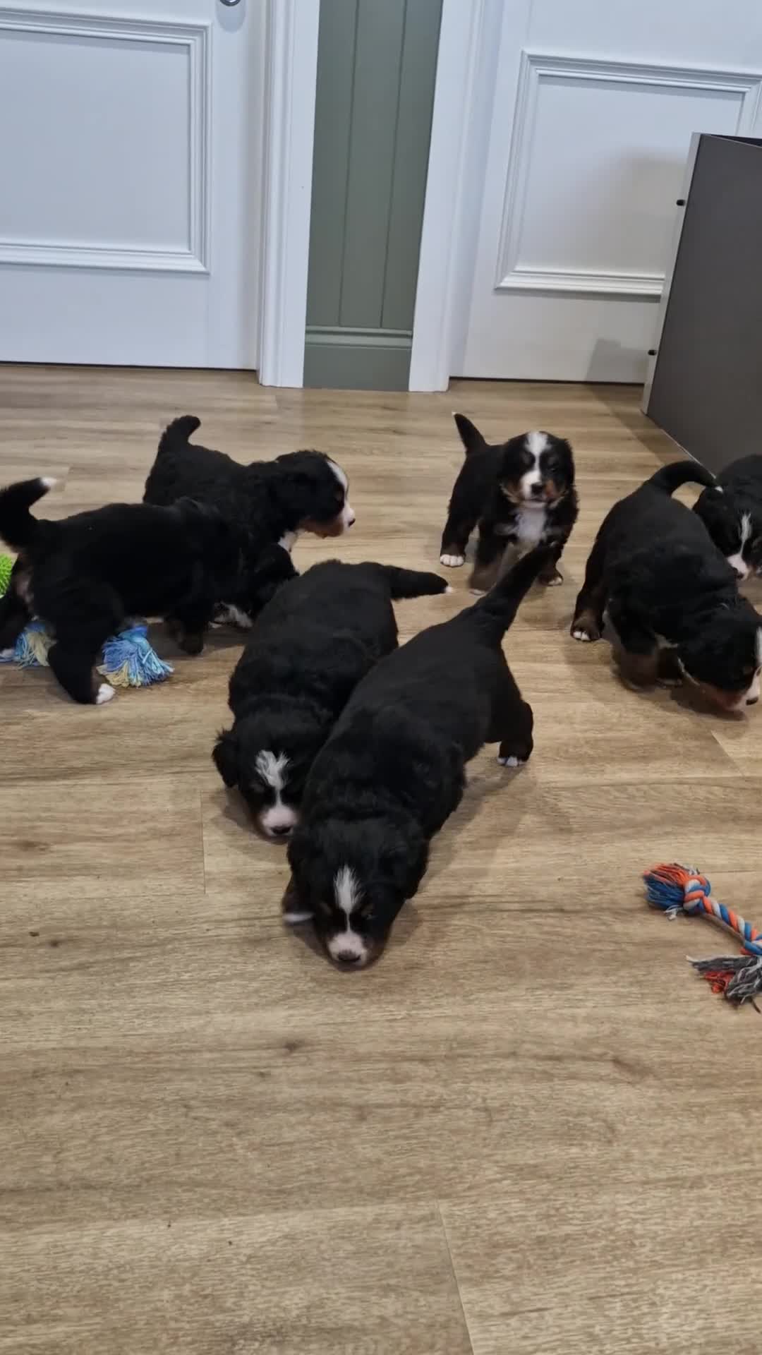 Bernese Mountain Dog dogs for sale: Bernese Mountain Dog Puppies  - Video 1