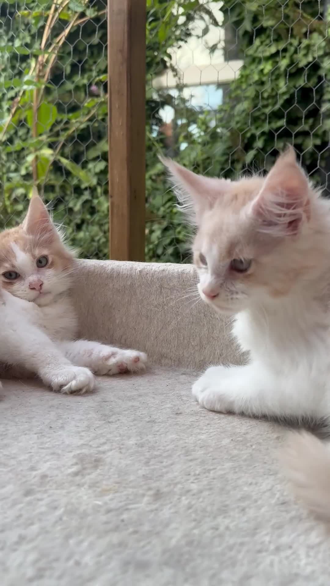 Maine Coon cats for sale: Wonderful Maine Coon Boys from the Grand Champion  - Video 1